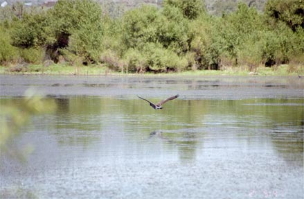 canada goose