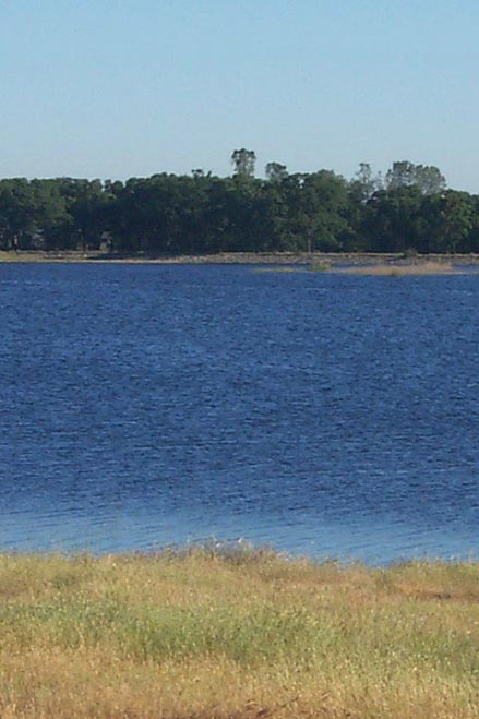 canada geese and swans