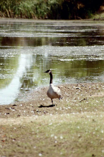 canada goose